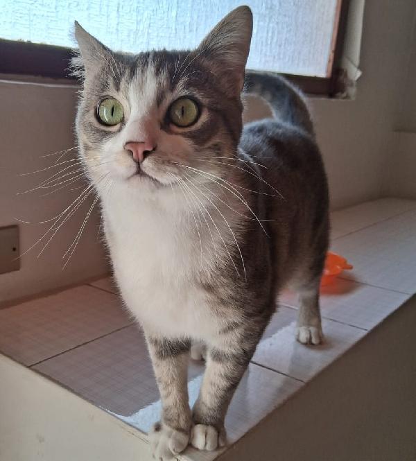 Ciccio micio simpatico e gioioso Foto 4